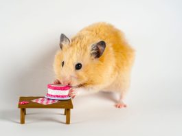 A Detailed Guide to the 2012 Jeep Grand Cherokee Oil Cooler