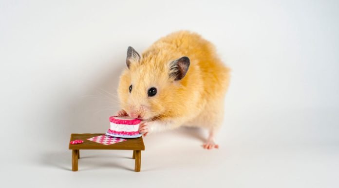 A Detailed Guide to the 2012 Jeep Grand Cherokee Oil Cooler